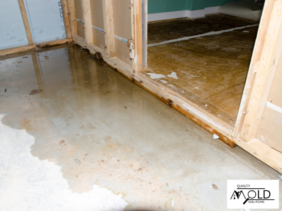 address water damage promptly to prevent mold growth in your home