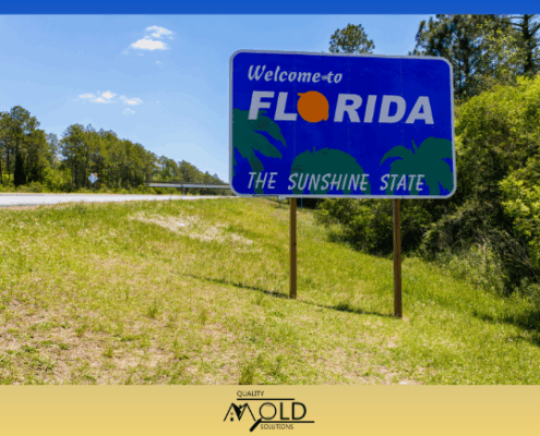 Florida mold season can be every season
