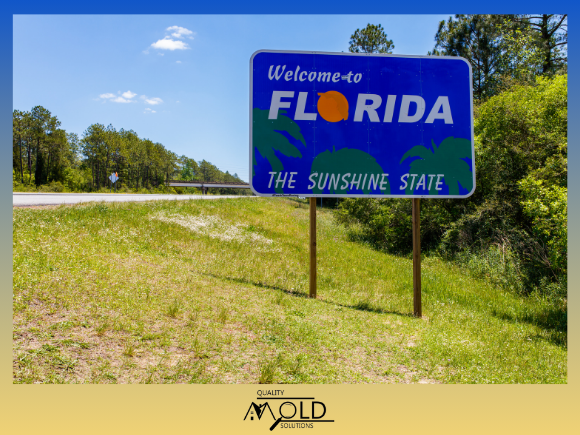 Florida mold season can be every season