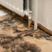 Black Mold vs Regular Mold: Key Differences and What They Mean for Your Home