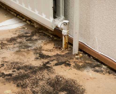 Black Mold vs Regular Mold: Key Differences and What They Mean for Your Home