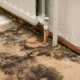 Black Mold vs Regular Mold: Key Differences and What They Mean for Your Home