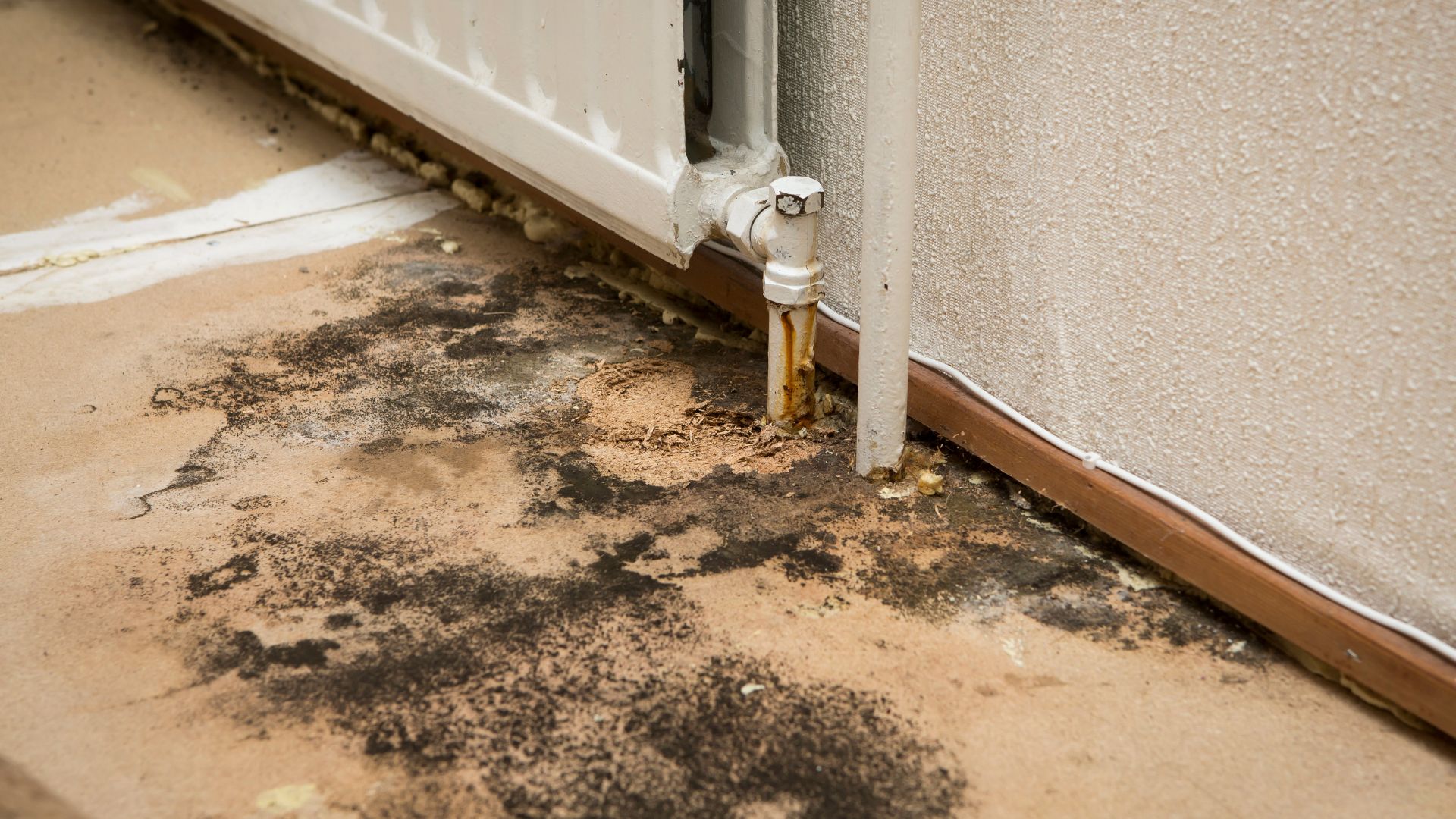 Black Mold vs Regular Mold: Key Differences and What They Mean for Your Home