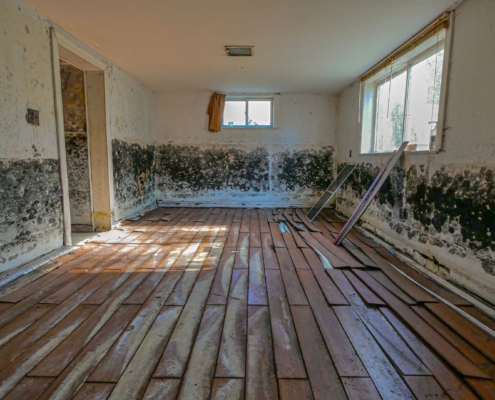 Mold Vs Fungus: What's The Real Difference And Why It Matters