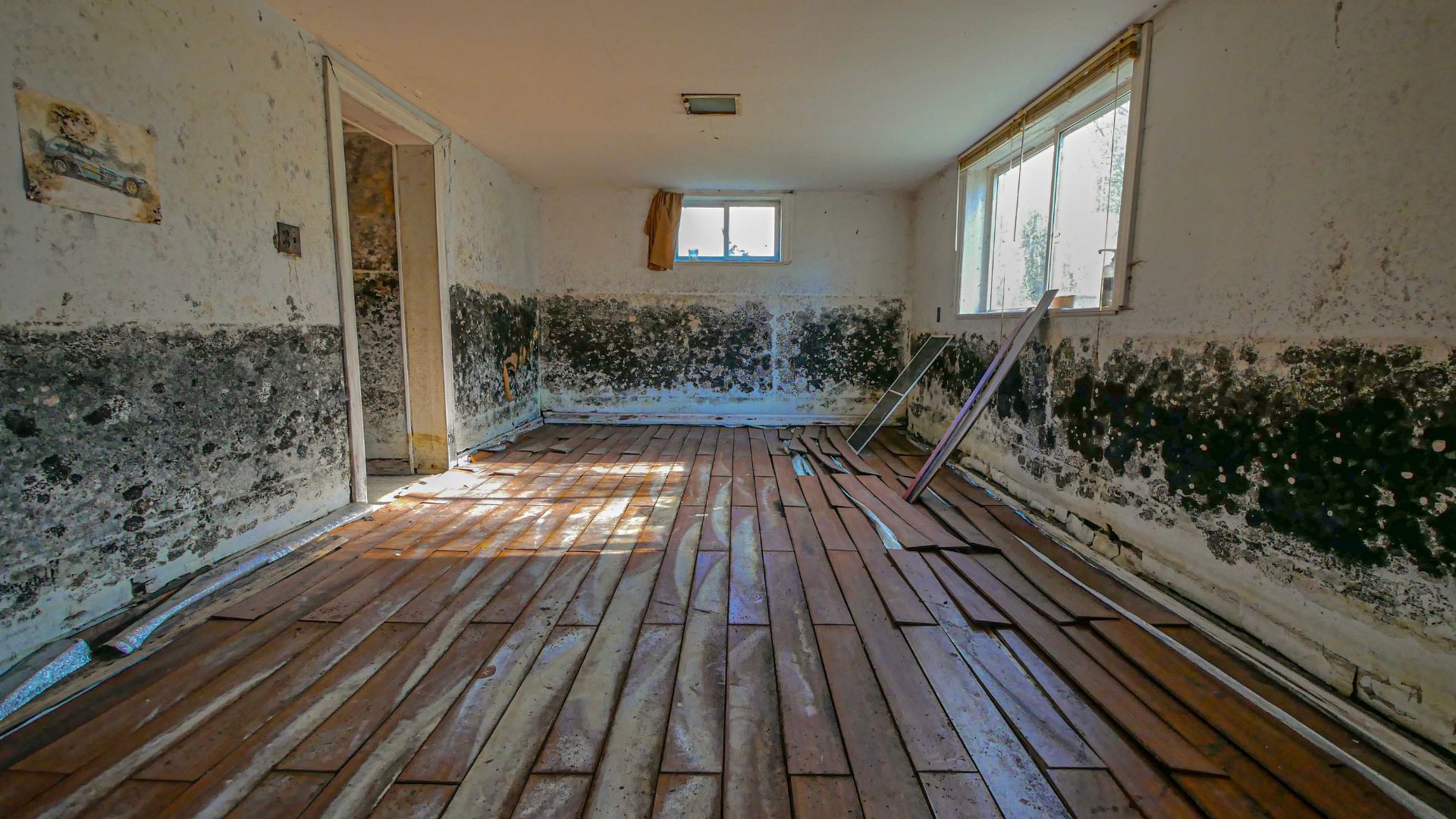Mold Vs Fungus: What's The Real Difference And Why It Matters