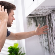 What Is Black Mold and Why Is It Dangerous for Your Home?