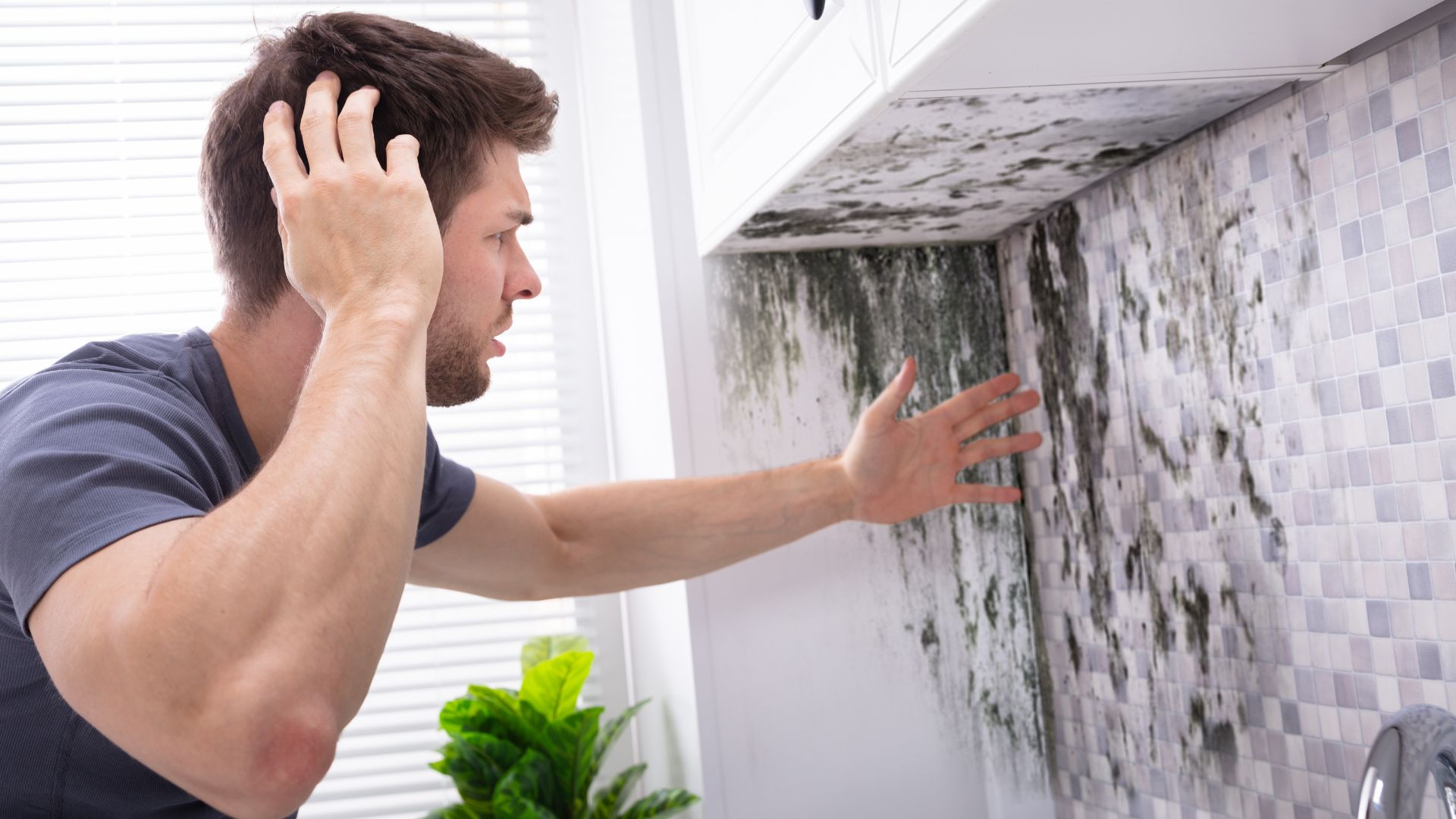 What Is Black Mold and Why Is It Dangerous for Your Home?