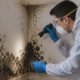Different Types of Household Mold and How to Spot Them in Your Home